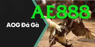 Đá Gà Trực Tiếp - ae888 - Online